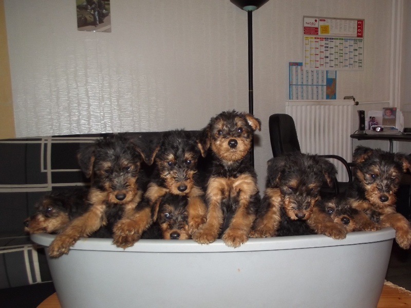 Des Pots Boyelles - Airedale Terrier - Portée née le 22/08/2013