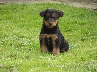 Des Pots Boyelles - Airedale Terrier - Portée née le 14/07/2014